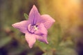 Vintage photo of a pink wildflower Royalty Free Stock Photo