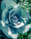 Vintage photo of red cabbage head in snow covered at organic garden near Dallas, Texas, USA Royalty Free Stock Photo