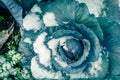 Vintage photo of red cabbage head in snow covered at organic garden near Dallas, Texas, USA Royalty Free Stock Photo