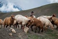 Vintage photo of shepherd herding his flock of sheep Royalty Free Stock Photo