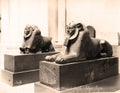 Vintage Photo 1880 : 2 stone Sphinx in Cairo Museum ,Egypt Royalty Free Stock Photo