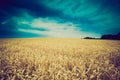 Vintage photo of storm clouds over wheat field Royalty Free Stock Photo