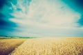 Vintage photo of storm clouds over wheat field Royalty Free Stock Photo