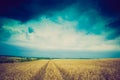 Vintage photo of storm clouds over wheat field Royalty Free Stock Photo