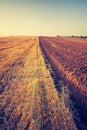 Vintage photo of stubble field Royalty Free Stock Photo