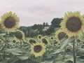 Vintage photo of sunflowers in France. Atmospheric Photo