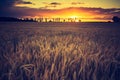 Vintage photo of sunset over corn field at summer