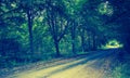 Vintage photo of trees alley in summer Royalty Free Stock Photo