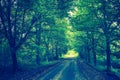 Vintage photo of trees alley in summer Royalty Free Stock Photo