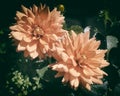 Vintage photo. two large pale orange dahlia flowers o