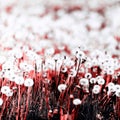 Vintage photo ultra coral and white colour of dandelions blower woman on meadow. Duotone Royalty Free Stock Photo