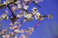 Vintage photo of white apricot tree flowers in spring Royalty Free Stock Photo