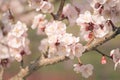 Vintage photo of white apricot tree flowers in spring Royalty Free Stock Photo