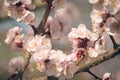 Vintage photo of white apricot tree flowers in spring Royalty Free Stock Photo