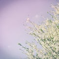 Vintage photo of white cherry tree beautiful flower in springtime Royalty Free Stock Photo