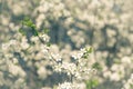 Vintage photo of white cherry tree beautiful flower in springtime Royalty Free Stock Photo