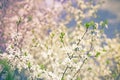 Vintage photo of white cherry tree beautiful flower in springtime Royalty Free Stock Photo