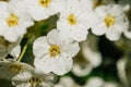 Vintage photo of white cherry tree flower in spring Royalty Free Stock Photo