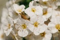Vintage photo of white cherry tree flower in spring Royalty Free Stock Photo