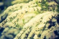 Vintage photo of white spirea blooming