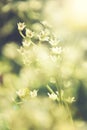 Vintage photo of wild flowers in sunset Royalty Free Stock Photo