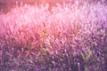 Vintage photo of wildflower field. Sunset. Royalty Free Stock Photo