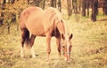 Vintage phozo of a grazing horse Royalty Free Stock Photo