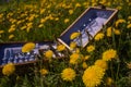 Vintage picnic suitcase on the lawn with yellow dandelions. Holiday concept in nature Royalty Free Stock Photo