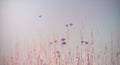 Vintage picture of Colorful Kites Flying in Blue Sky behind grass.