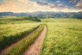 Vintage picture of the road in a barley field. Royalty Free Stock Photo