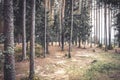 Vintage pine forest edge with ground covered with fir needles