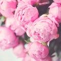 Vintage pink Peonies