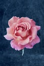 Vintage pink rose blossom with rain drops and green leaf on blue gray textured stone background