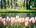 Vintage Pink tulips in a garden Royalty Free Stock Photo