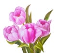 Vintage pink tulips. Royalty Free Stock Photo