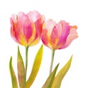 Vintage pink tulips. Royalty Free Stock Photo