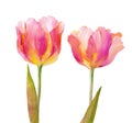 Vintage pink tulips. Royalty Free Stock Photo