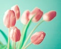 Vintage pink tulips Royalty Free Stock Photo