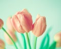 Vintage pink tulips Royalty Free Stock Photo