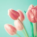 Vintage pink tulips Royalty Free Stock Photo