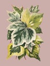 Vintage plants and leaves illustration Royalty Free Stock Photo