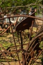 vintage plowing machine. old farm machinery. Old rusty plow. Nobody, selective focus Royalty Free Stock Photo