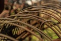 vintage plowing machine. old farm machinery. Old rusty plow. Nobody, selective focus Royalty Free Stock Photo