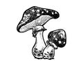 Vintage poisonous mushrooms Autumn forest mushrooms. Retro vector hand drawn illustration. Witchcraft attributes mushroom