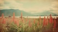 Vintage Polaroid Of Rumex Crispus Field By Mountains