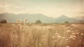 Vintage Polaroid Of Rumex Crispus Field And Mountains