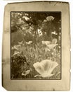 Vintage Poppies Royalty Free Stock Photo