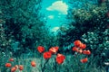 Vintage poppies fieldn