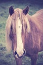 Vintage portrait of a chestnut horse with long foretop Royalty Free Stock Photo
