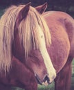 Vintage portrait of a chestnut horse with long foretop Royalty Free Stock Photo